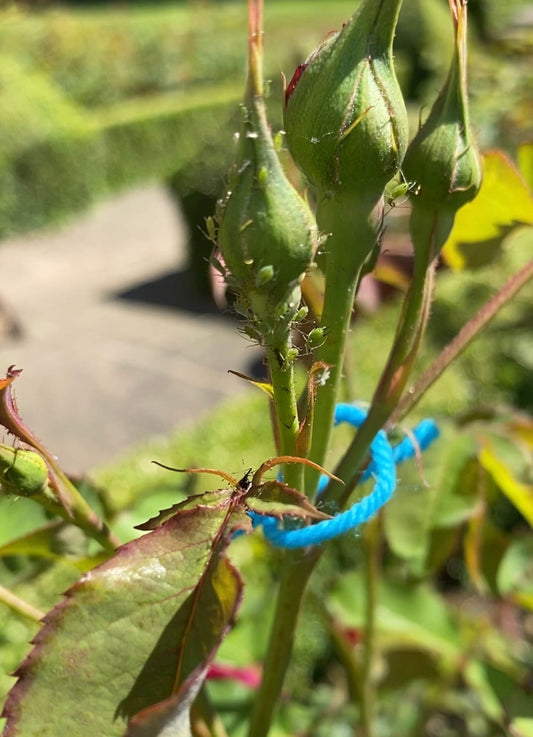 Bug Fix