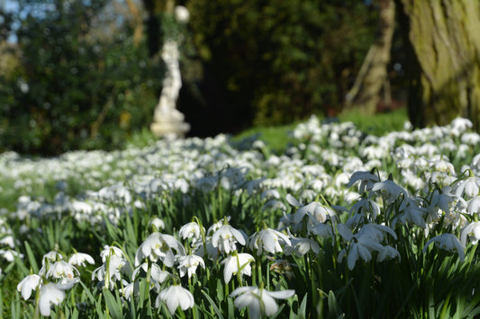 More Snowdrops