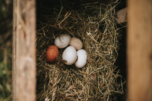 Test for Fresh Eggs